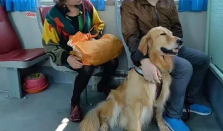 男子带狗坐公交，被司机制止后却殴打对方，医生：很可能高位截瘫