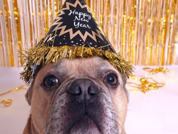 新年法国斗牛犬写真摄影图片