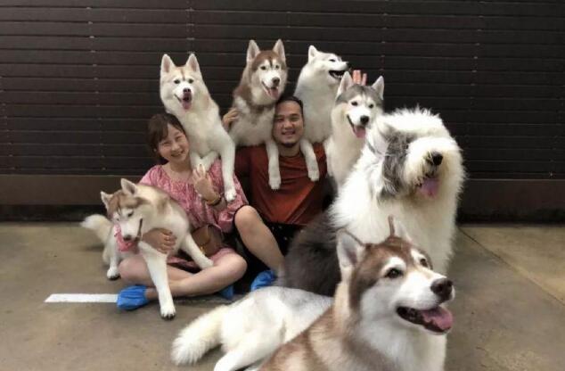 主人午休时突然听到狗狗不停惨叫，出来一看，笑到抽搐！