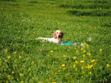 拉布拉多犬桌面图片