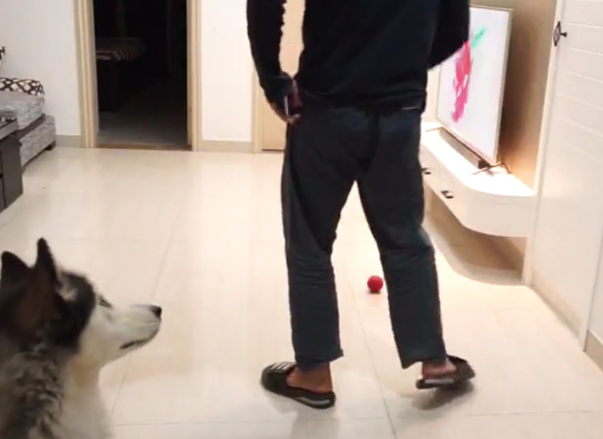 主人装作倒下检测狗子反映，三只狗狗却爱理不理：这货又病发了？
