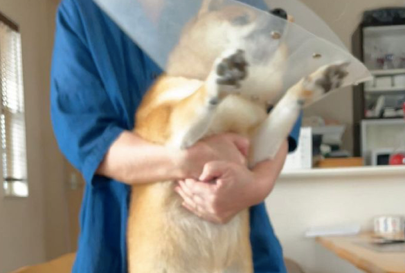 主人想给柴犬涂药，它却拼了命挣脱不肯接纳，神情兴奋到模糊不清了！