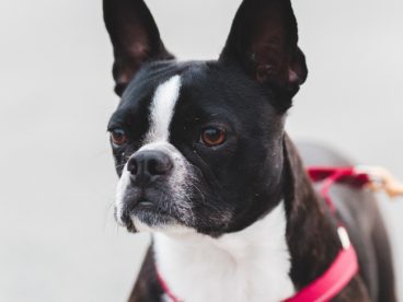 纯种波士顿梗犬图片