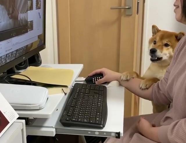 “你怎么可以看别的狗！”柴犬见主人在网上偷看别的狗，狂吃醋