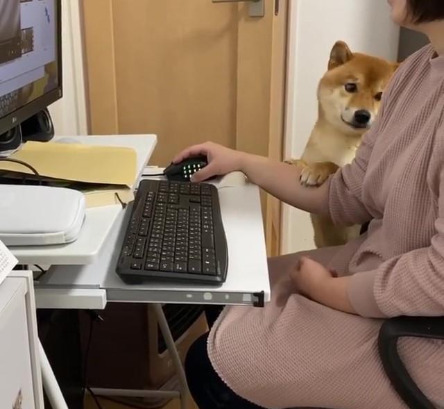 “你怎么可以看别的狗！”柴犬见主人在网上偷看别的狗，狂吃醋