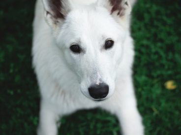 白色瑞士牧羊犬图片