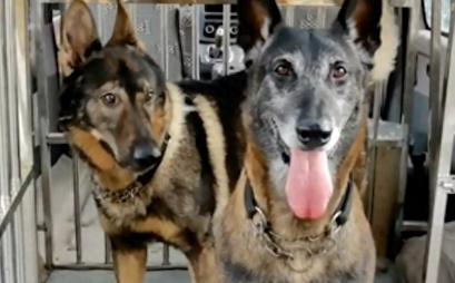 警犬帮忙找到走失3天的男子，被警察奖励一盆鸡腿，汪汪队立大功