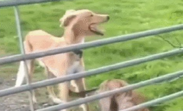 狗狗原地起跳跃过护栏，小尾巴还不断的摇着，你是直升机吗？