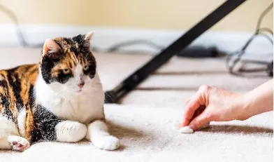 如何区分猫反流与呕吐？专业兽医告诉你