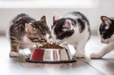 如何区分猫反流与呕吐？专业兽医告诉你