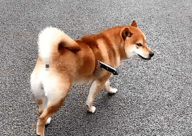 柴犬身上插着把刀流着血，路人想去救助，蹲下瞧了一眼却默默走了