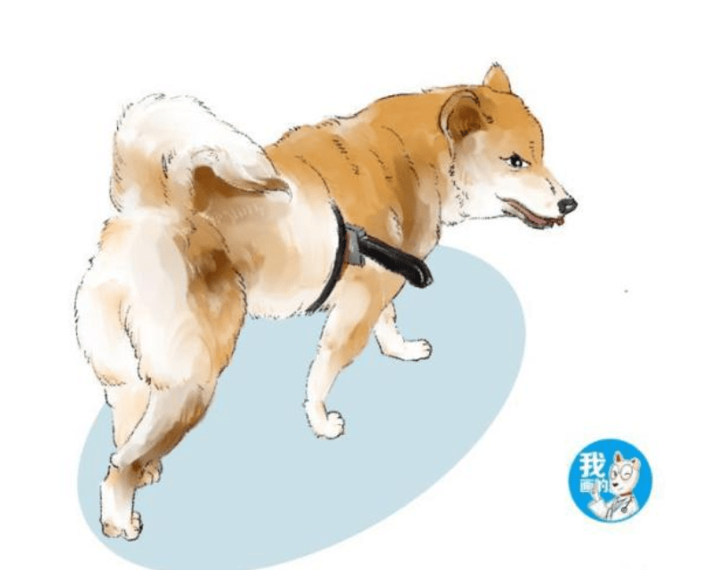 柴犬身上插着把刀流着血，路人想去救助，蹲下瞧了一眼却默默走了