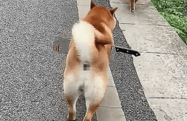 柴犬身上插着把刀流着血，路人想去救助，蹲下瞧了一眼却默默走了