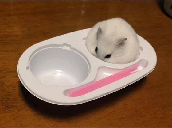 奶茶仓鼠