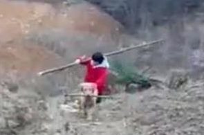 金毛和小主人下地干活，狗子的举动暖心了，网友：忠犬