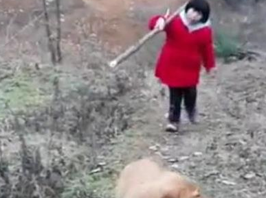 金毛和小主人下地干活，狗子的举动暖心了，网友：忠犬
