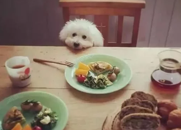狗子挑食的深层次原因你知道吗？