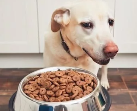 狗子挑食的深层次原因你知道吗？