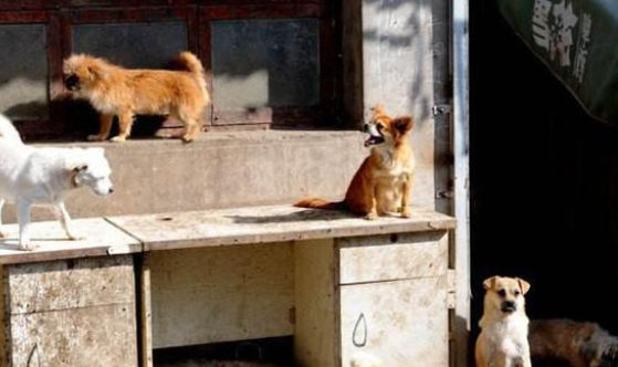 夫妻领养比特犬，3小时后立刻送回来：咬伤我家藏獒！