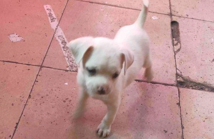 小奶狗出去玩太高兴,主人什么时候离去都不清楚,这下它急得直转圈圈