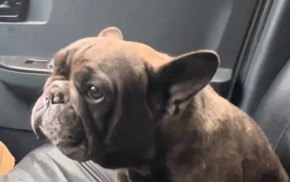 再次流浪，曾价值过万的斗牛犬直发抖，一个多月后它再次迎来希望