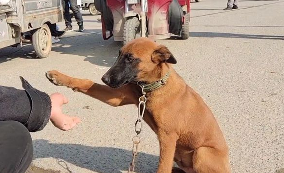 马犬不愿和主人分开，只能不停握手