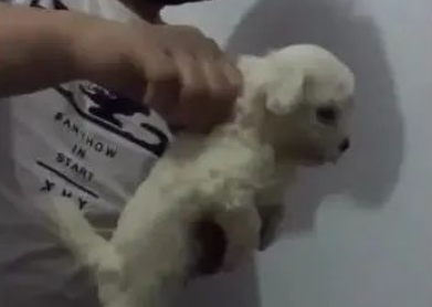 男主角一只手捏紧狗狗的皮，捉起来抖起来，狗狗被吓直了！