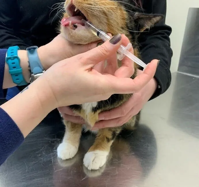 如何轻松给猫咪喂药？步骤详解与常见误区