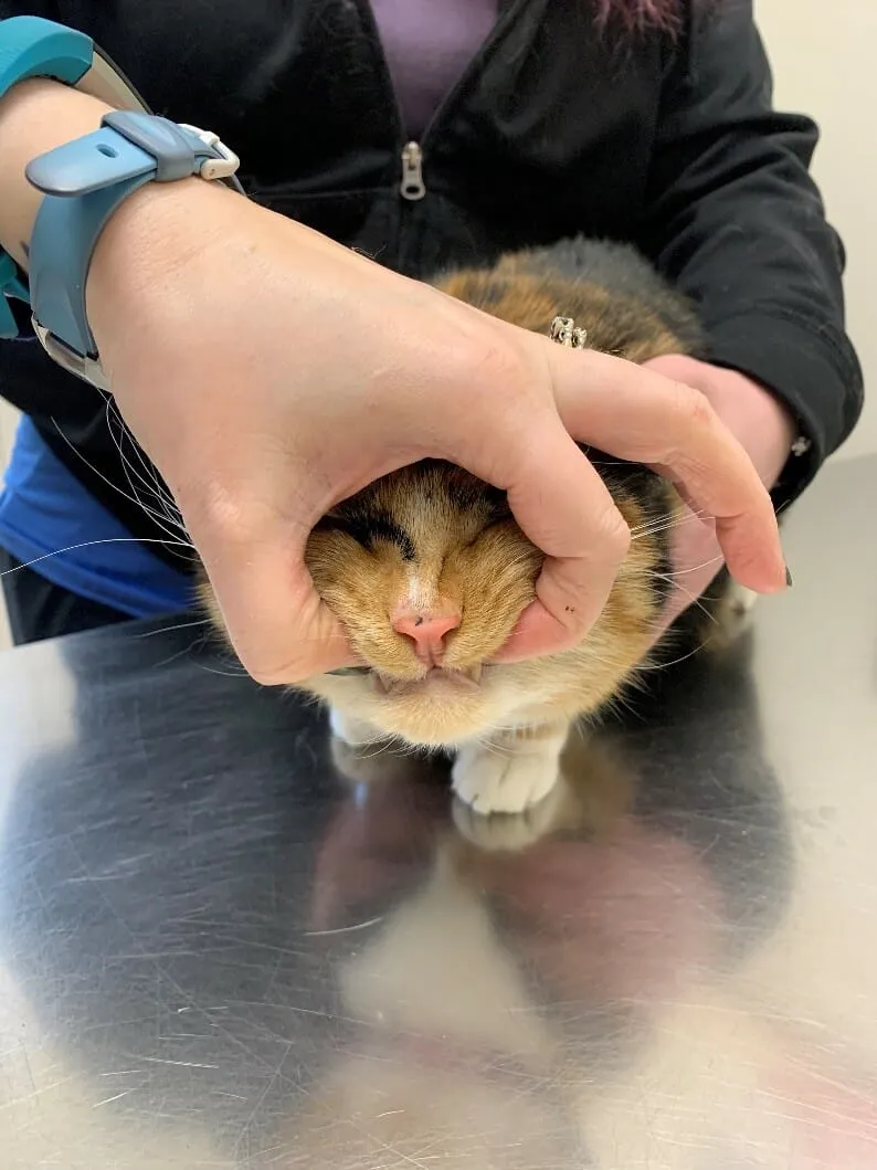 如何轻松给猫咪喂药？步骤详解与常见误区