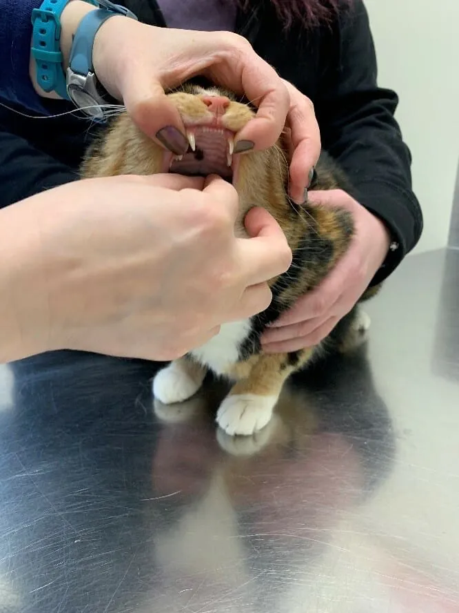 如何轻松给猫咪喂药？步骤详解与常见误区