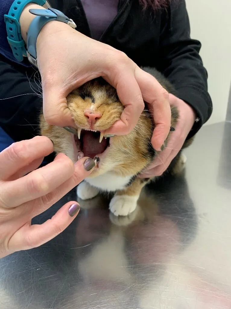 如何轻松给猫咪喂药？步骤详解与常见误区