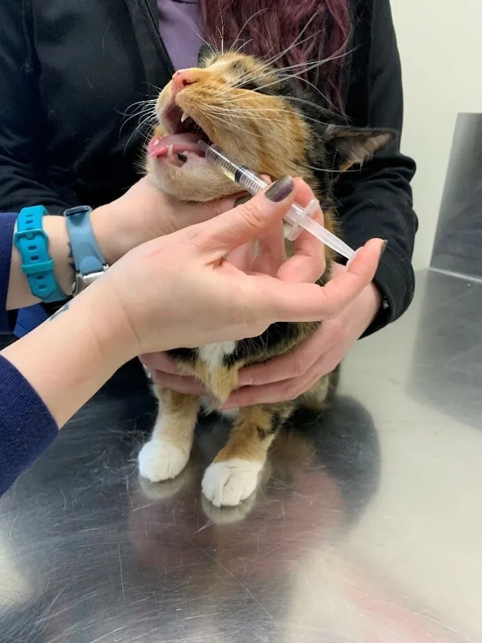 如何轻松给猫咪喂药？步骤详解与常见误区