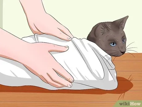 如何轻松给猫咪喂药？步骤详解与常见误区
