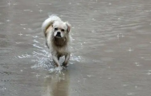 狗狗下雨天还总往外跑，主人一气之下直接用路上积水给狗洗了个澡