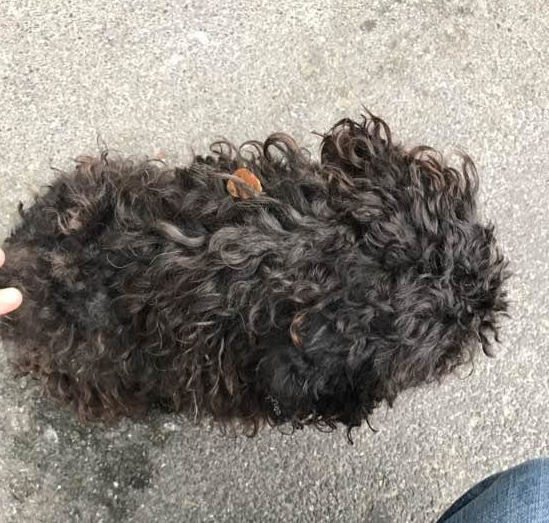 捡到的狗狗全身上下毛发看不出啥种类，减去毛发一瞬间变成门面担当