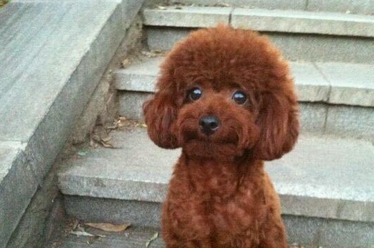 泰迪犬的目光呆滞，原来是想要干坏事了，赶紧将它抱起来