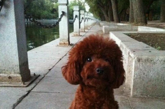 泰迪犬的目光呆滞，原来是想要干坏事了，赶紧将它抱起来