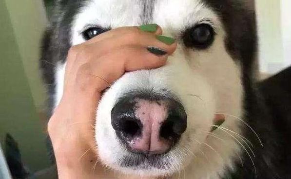 主人嫌哈士奇太吵，给它戴着嘴套睡觉，隔天发现狗狗长睡不醒了