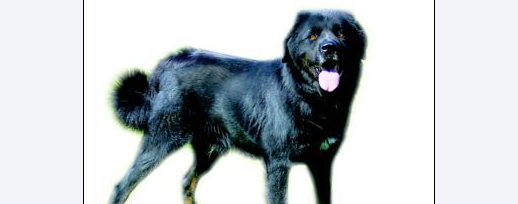 探密北京军犬繁育训练基地：军犬可衔炸药攻"敌"