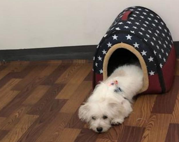 流浪犬在店外冷得一脸懵逼，女生给买一些吃的后，狗狗竟积极求收容