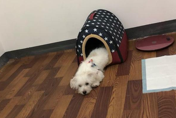 流浪犬在店外冷得一脸懵逼，女生给买一些吃的后，狗狗竟积极求收容