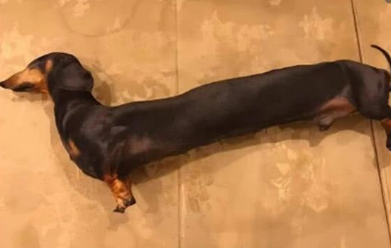 女子去亲戚家坐客，见腊肠犬躺了半小时都没动，伸出手一摸笑喷！