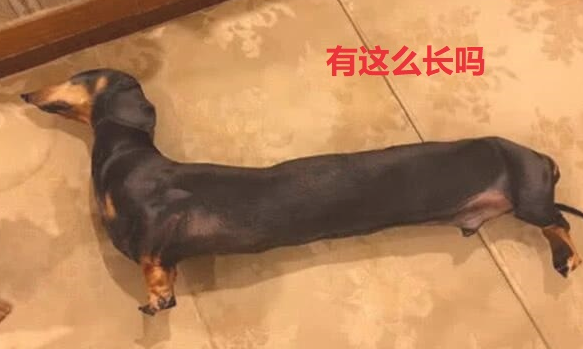 女子去亲戚家坐客，见腊肠犬躺了半小时都没动，伸出手一摸笑喷！