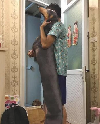 女子去亲戚家坐客，见腊肠犬躺了半小时都没动，伸出手一摸笑喷！