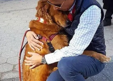 有一种坏毛病叫金毛狗狗，看见大腿就想扑过去
