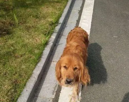 有一种坏毛病叫金毛狗狗，看见大腿就想扑过去