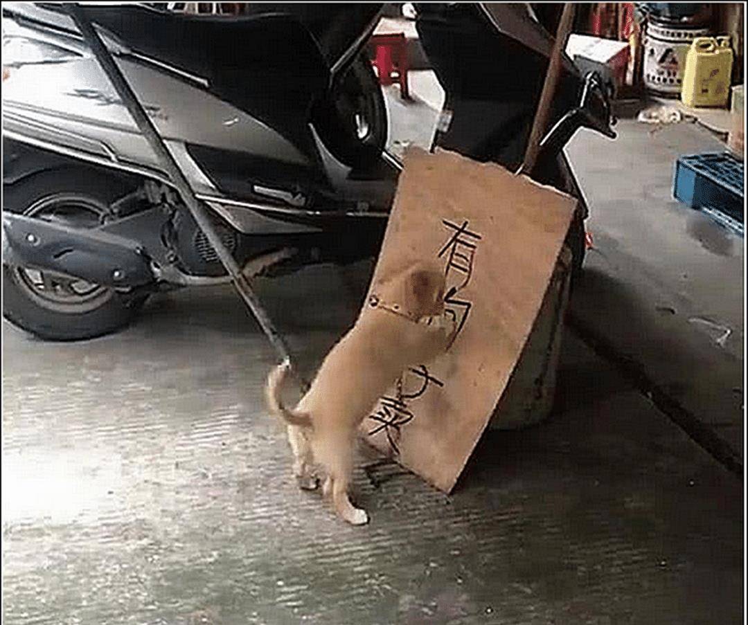 男主在门口放了个牌子，土狗发现不对劲，听到对话后顿时不淡定了