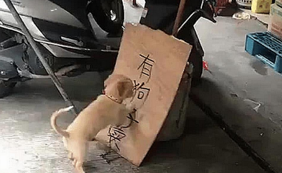 男主在门口放了个牌子，土狗发现不对劲，听到对话后顿时不淡定了