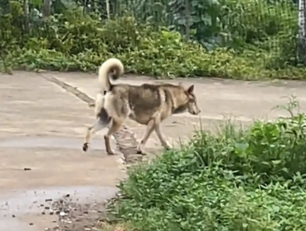 男子偶遇走路四肢凌乱的狗子。网友：霍家的汪，迷踪腿