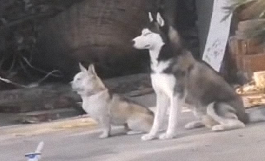 自打我们家二哈返乡下了，老家的土狗就异常了，这也是给带歪了？